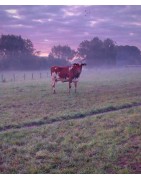Produits d’automne